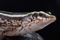 Four-lined girdled lizard, Zonosaurus quadrilineatus