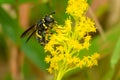 Four-lined Hornet Fly - Spilomyia sayi