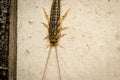 Four-lined silverfish Ctenolepisma lineatum