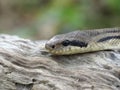Four-lined snake, Elaphe quatuorlineata Royalty Free Stock Photo