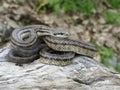 Four-lined snake, Elaphe quatuorlineata Royalty Free Stock Photo