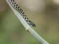 Four-lined snake, Elaphe quatuorlineata Royalty Free Stock Photo