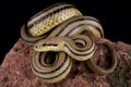 Four-lined snake Elaphe quatuorlineata