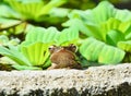 Four-lined Tree Frog