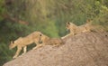 Four Lion cubs (Leo panthera) on termite mound