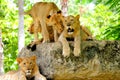 Four lion cubs