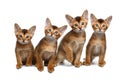 Four Little Abyssinian Kitten Sitting on Isolated White Background Royalty Free Stock Photo