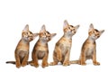 Four Little Abyssinian Kitten Sitting on Isolated White Background Royalty Free Stock Photo