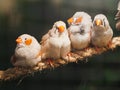 Four little birds sitting on the rope on bokeh background. Animal, Bird, Love, Family Concept Royalty Free Stock Photo