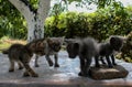 Four little cats discovering the world Royalty Free Stock Photo