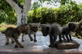 Four little cats discovering the world