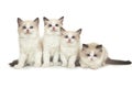 Four little cute kitten ragdolls on a white background. Royalty Free Stock Photo