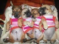 Four little dogs sleeping in a basket