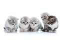 Four little grey adorable kittens and one dark brown curious kitten are looking at one another being interested and Royalty Free Stock Photo