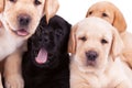Four little labrador retriever puppies Royalty Free Stock Photo