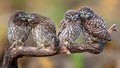 Four little owls Athene noctua sitting in pairs on a stick