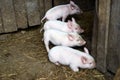 Four little pink pigs. Newborn animals Royalty Free Stock Photo