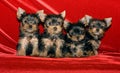 Four little puppies