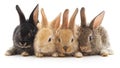 Four little rabbits. Royalty Free Stock Photo