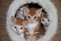 Four little red and white kittens sit in a hole in a scratching post and look out through a plush hole Royalty Free Stock Photo