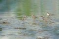 Little Ringed Plover Royalty Free Stock Photo