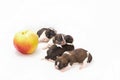 Four little shih tzu puppies are sleeping near big apple Royalty Free Stock Photo