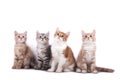 Four little Siberian kittens on white background Royalty Free Stock Photo