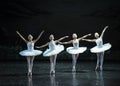 Four little swan-The Swan Lakeside-ballet Swan Lake Royalty Free Stock Photo