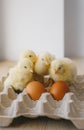 Four little yellow chickens and two Easter eggs on table Royalty Free Stock Photo