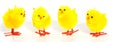 Four little yellow chicks Royalty Free Stock Photo