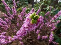 Four-lobed pink and light purple strongly scented flowers of toxic shrub Mezereon or February daphne in early spring on bare stems