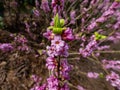 Four-lobed pink and light purple strongly scented flowers of toxic shrub Mezereon or February daphne in early spring on bare stems