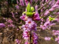 Four-lobed pink and light purple strongly scented flowers of toxic shrub Mezereon or February daphne in early spring on bare stems