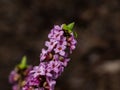 Four-lobed pink and light purple strongly scented flowers of toxic shrub Mezereon or February daphne in early spring on bare stems