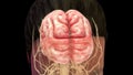 Human brain or 4 lobes of brain and nervous impulse