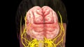 Human brain or 4 lobes of brain and nervous impulse