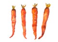Four lovely carrots art