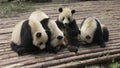 Four lovely giant pandas playing