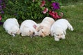 Four lovely puppies sleeping on the garden Royalty Free Stock Photo