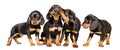 Four lovely puppy breed Slovakian Hund Royalty Free Stock Photo