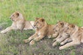 Four lovely young lion cub resting on the grass in the savannah