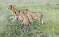 Four lovely young lions watching hunting