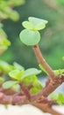 Four lucky leaves of Zade plant close up