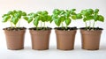 Vibrant Green Basil Plants Growing in Brown Pots - Home Gardening. Perfect for Culinary Uses and Herbal Decor. Fresh and Royalty Free Stock Photo