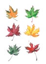 Four magnificent maple leaf watercolor hand sketch