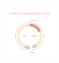 Menstrual cycle chart. The four main phases.