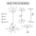 Four main types of neurons on white.