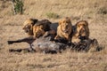 Four male lion lie behind buffalo carcase