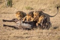 Four male lion lie on buffalo carcase