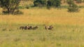 Four male lions fighting for territory, Pilanesberg National Park, South Africa. Royalty Free Stock Photo